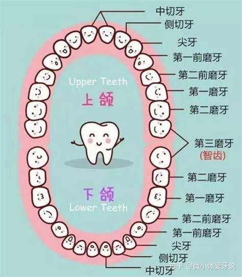 屈臣氏88折限制 牙齒的功能
